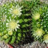 Mammillaria_ marksiana